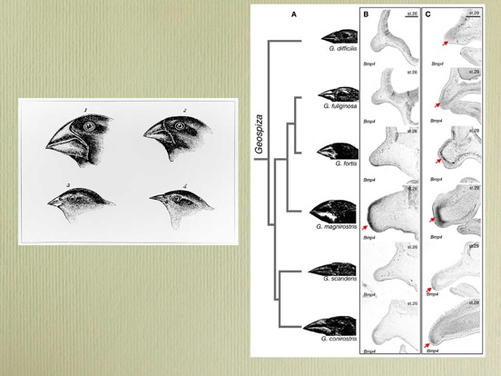 cheloniophilie.022-002.jpg