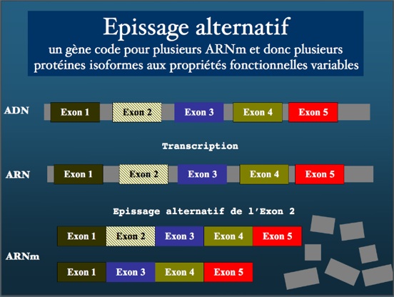 epissageexon23.jpg