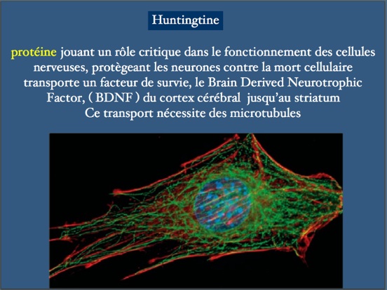 huntingtinemicrotubule.jpg