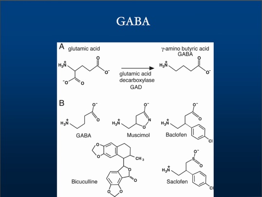 gaba1.jpg