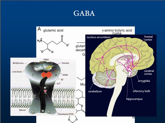 gaba2.jpg