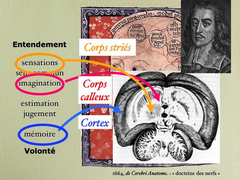 prehistoiredemence029.jpg