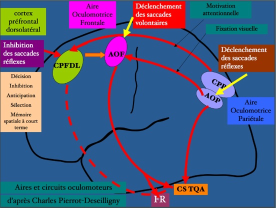 airesetcircuitsoculomoteurs.jpg